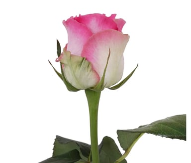 Coco Fiori