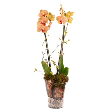 Orchid Gallery