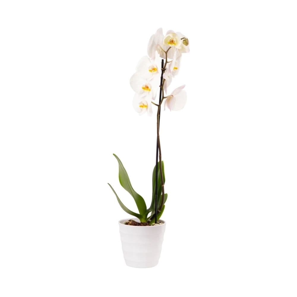 Plant orchid / orchid tag 012