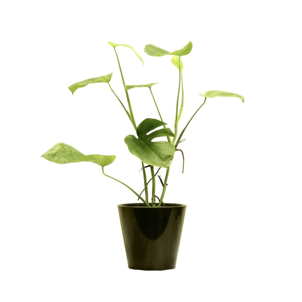 Shingle plant 230