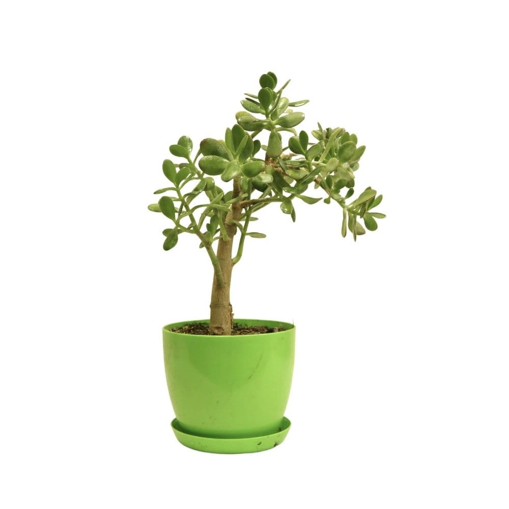 Crassula 092