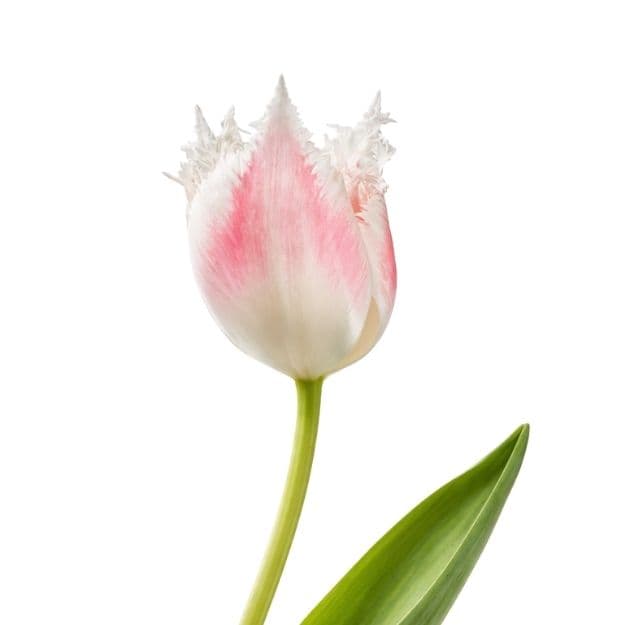 Pink–white tulip