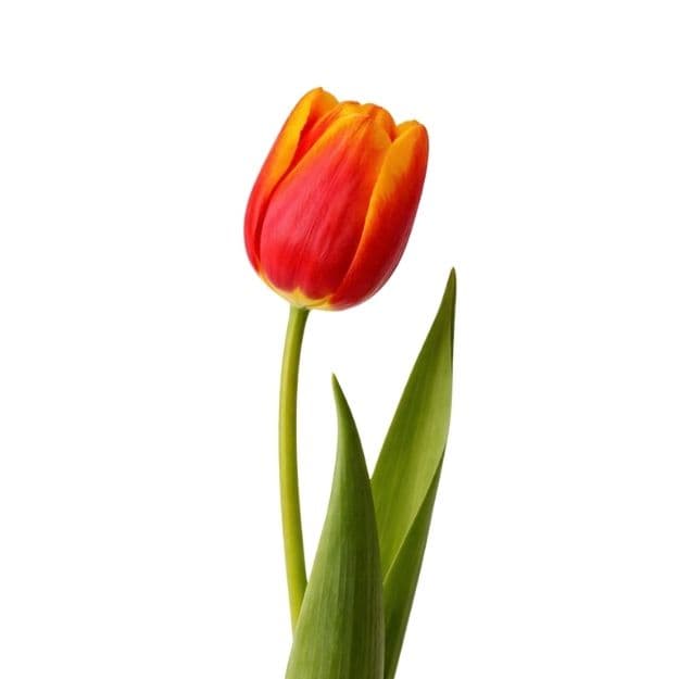 Red-orange poppy