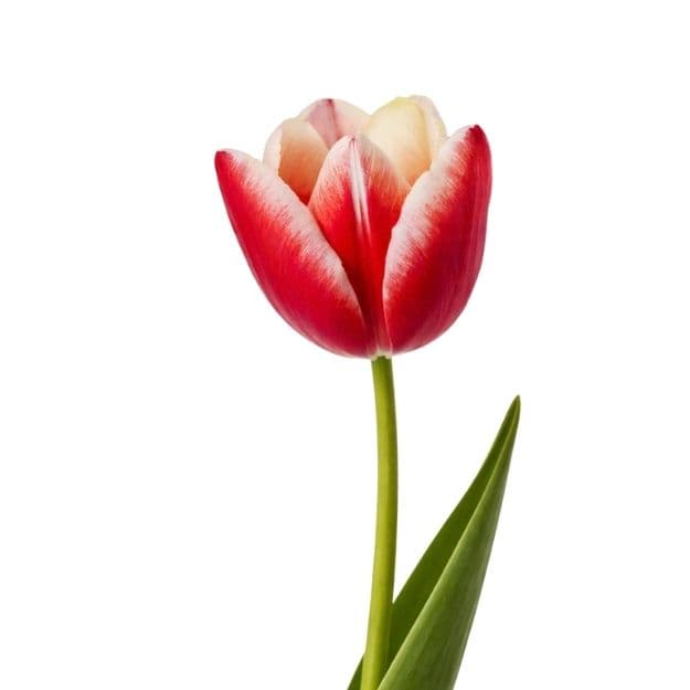 Red-white tulip