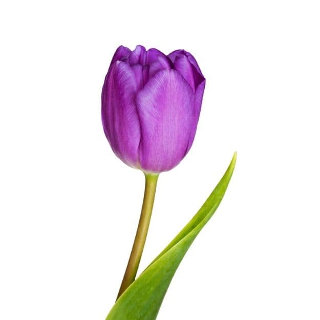 Purple tulip