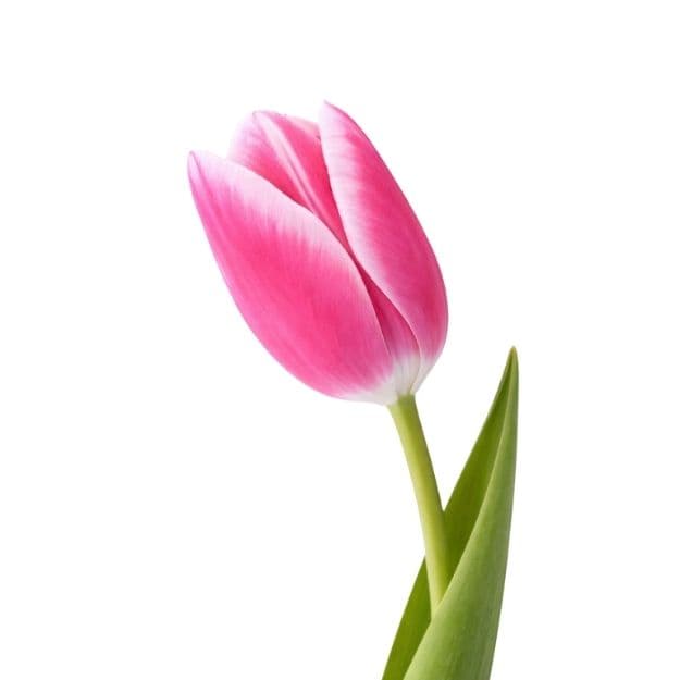 Pink and white tulip