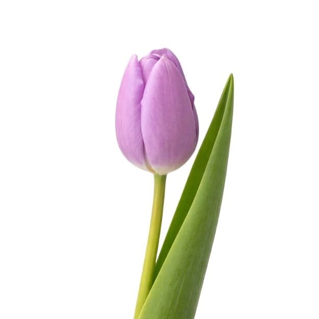 Light purple tulip