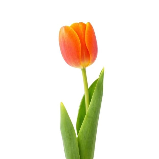Orange poppy