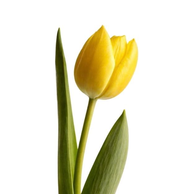 Yellow tulip