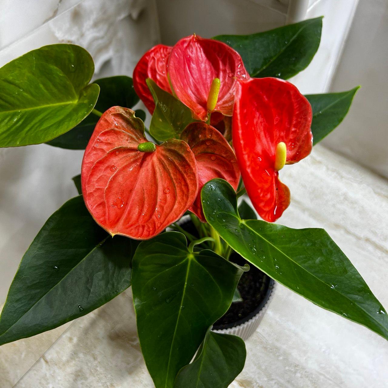 Anthurium "Men's Happiness"