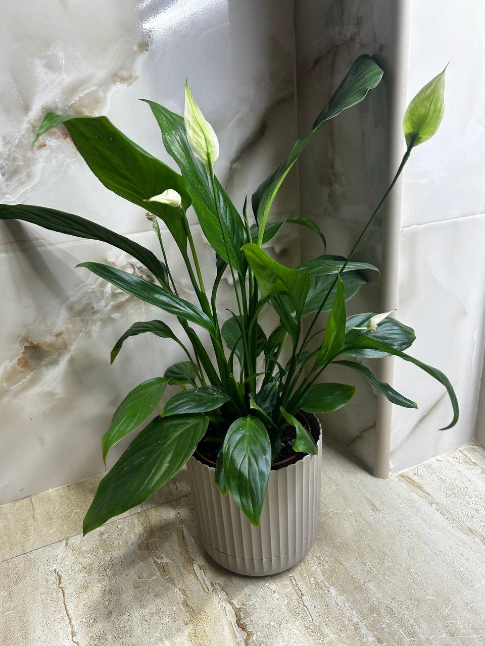 Spathiphyllum "Women's Happiness"