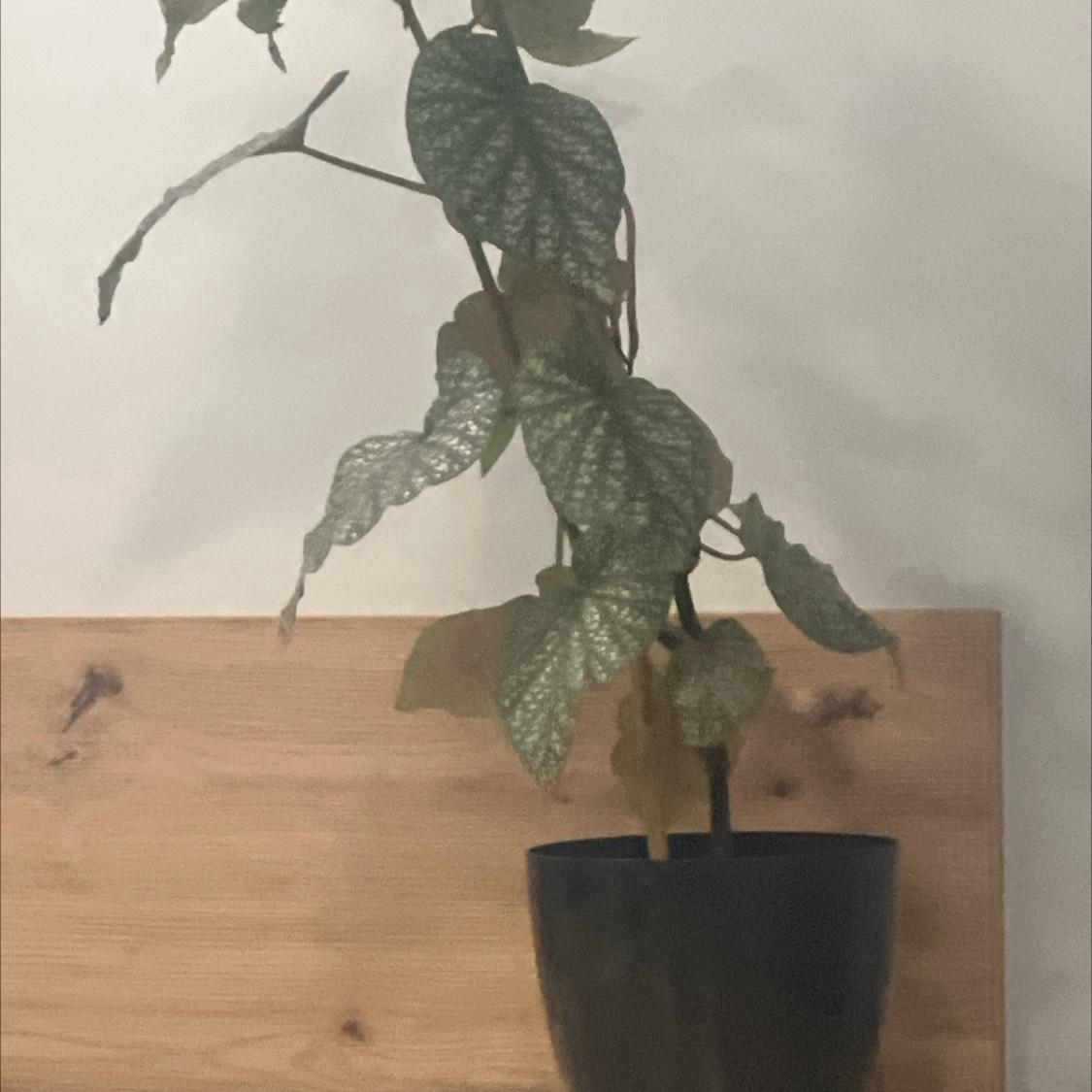 Office plant