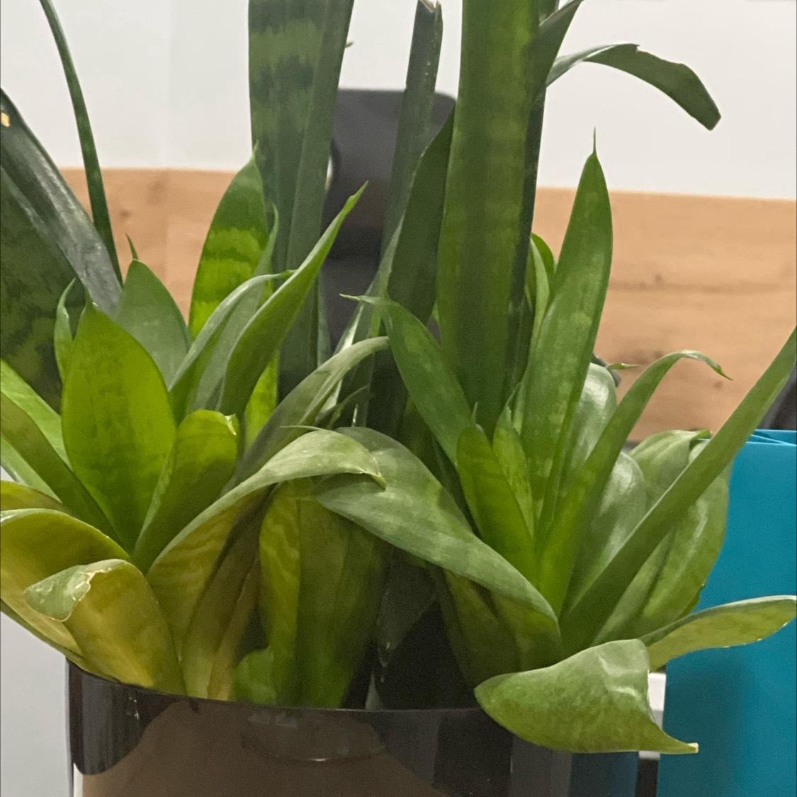 Office plant