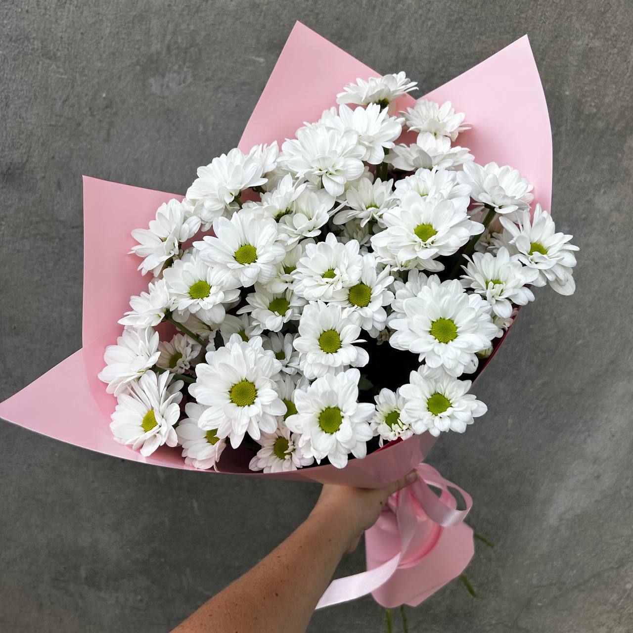 Chrysanthemum bush (daisies)