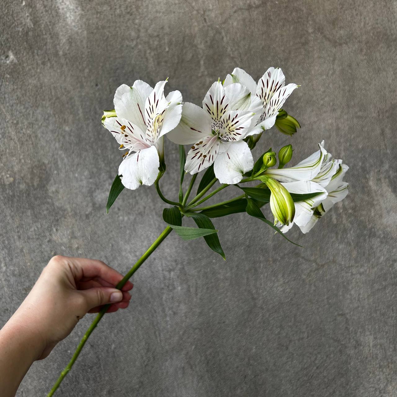 White alstroemeria
