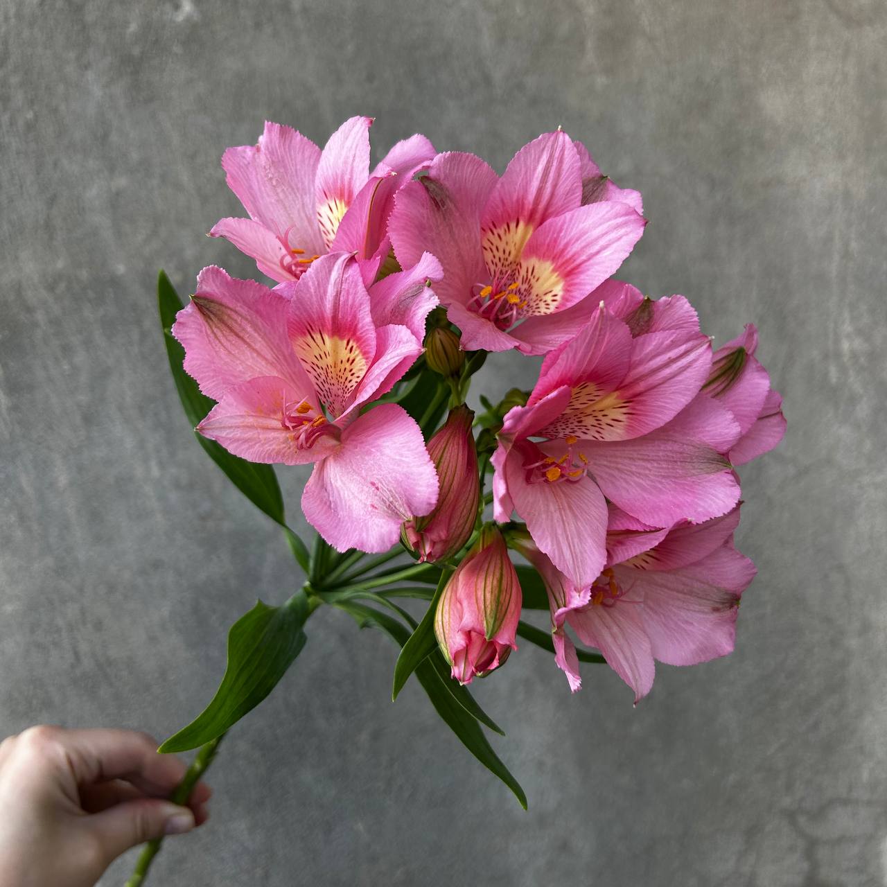Pink alstroemeria