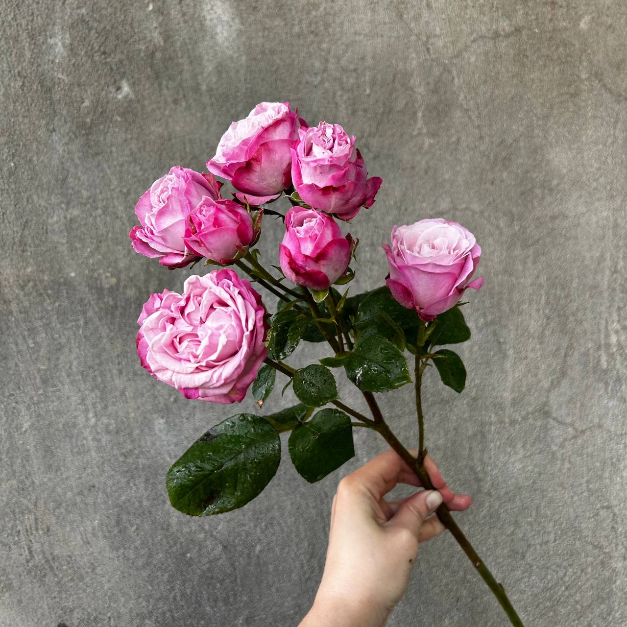 Bush peony rose
