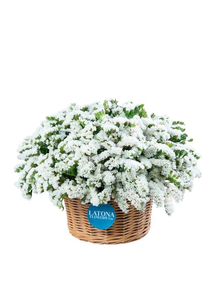 Flower in a Basket ‹DRY WHITE› with limoniums