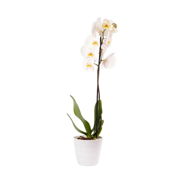 Plant orchid / orchid tag 012