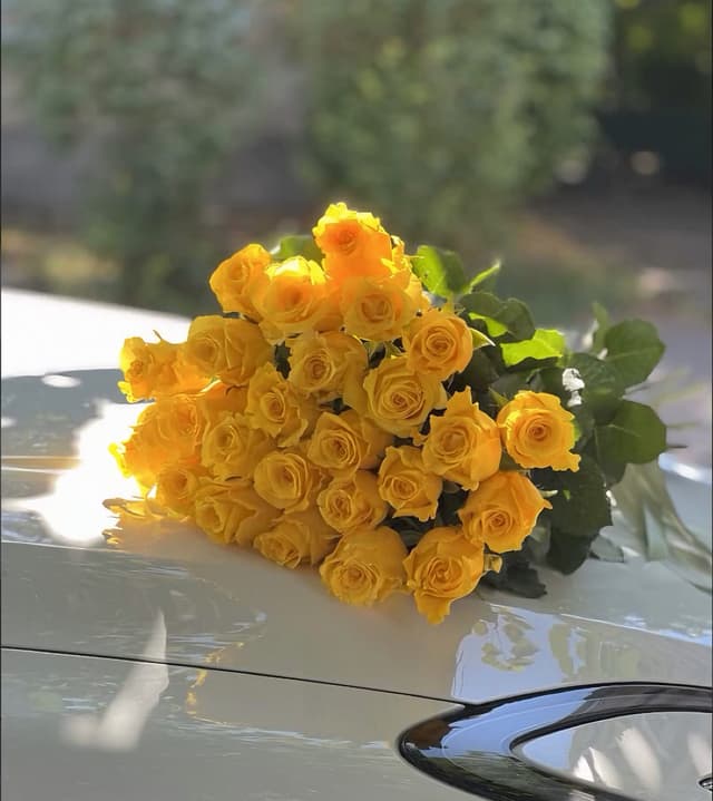 Yellow Rose