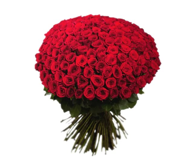 Красные голландские розы 303 шт. - Coco Fiori