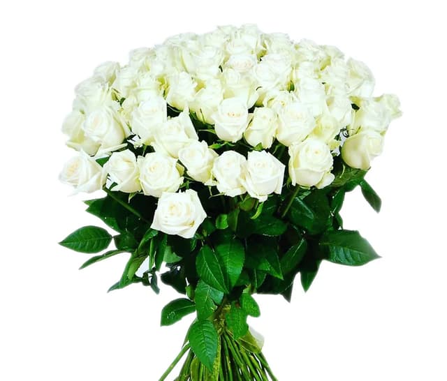 White Dutch roses - Coco Fiori 51 pcs