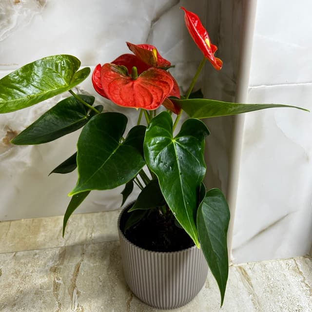 Anthurium "Men's Happiness"
