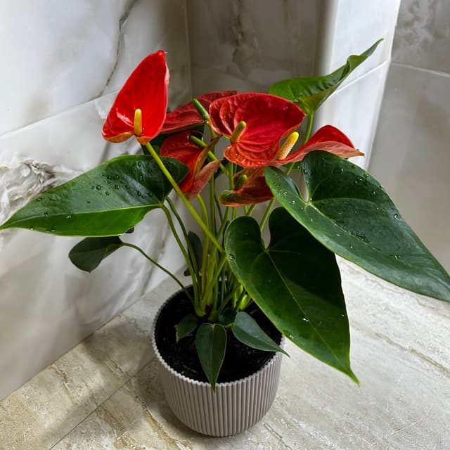 Anthurium "Men's Happiness"
