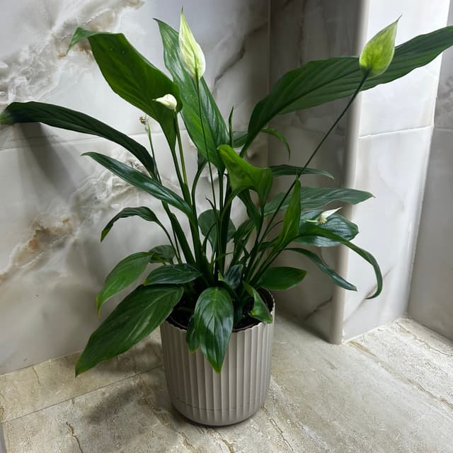 Spathiphyllum "Women's Happiness"