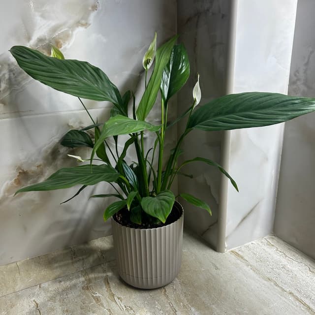 Spathiphyllum "Women's Happiness"
