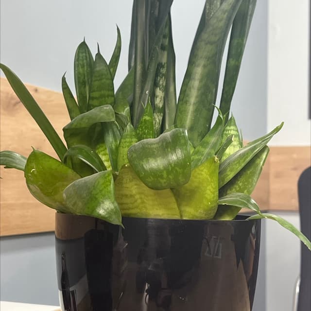 Office plant 2
