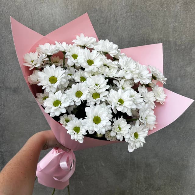 Chrysanthemum bush (daisies)
