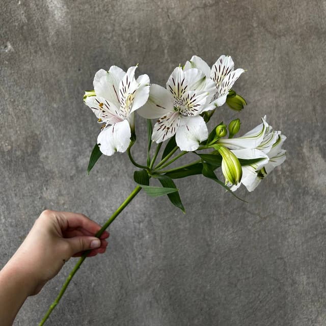 White alstroemeria
