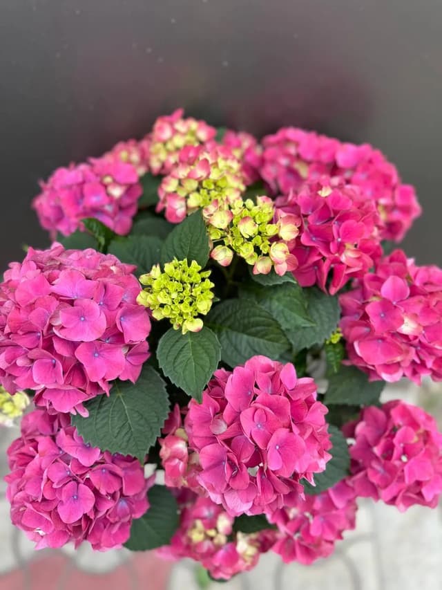 Հորտենզիա վարդագույն - La Flor