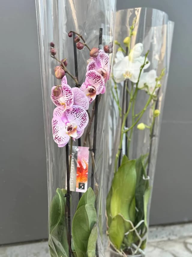 Մշակաբույս խոլորձ (Օրխիդեա) - La Flor
