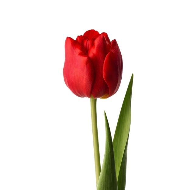 Կարմիր կակաչ