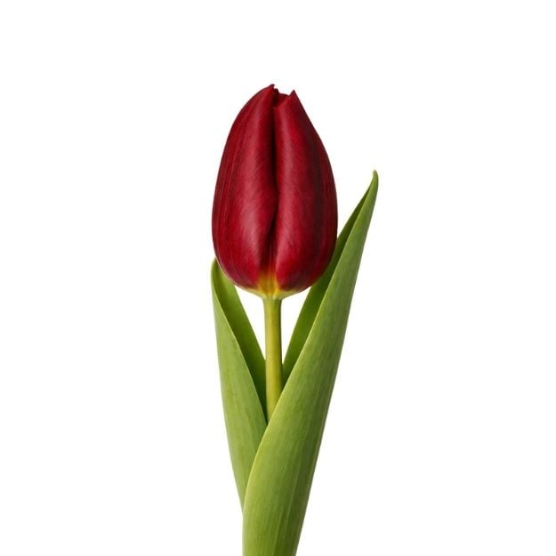 Կարմիր կակաչ․