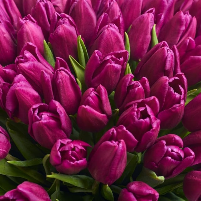 Bouquet with dark purple tulips