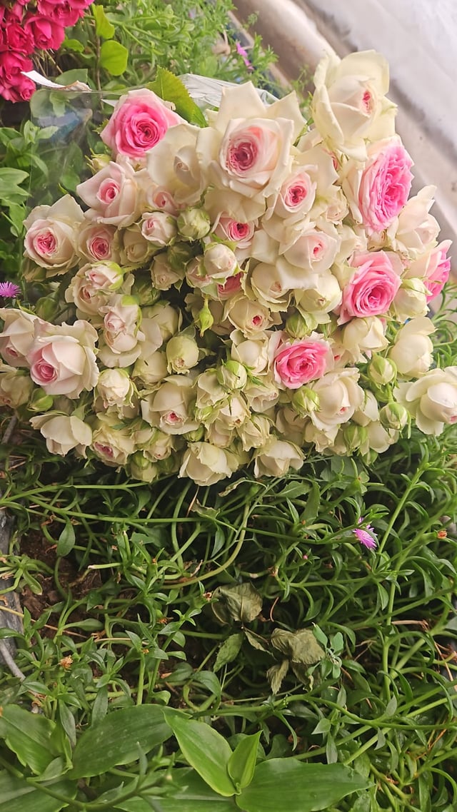 Spray roses - Vardeni