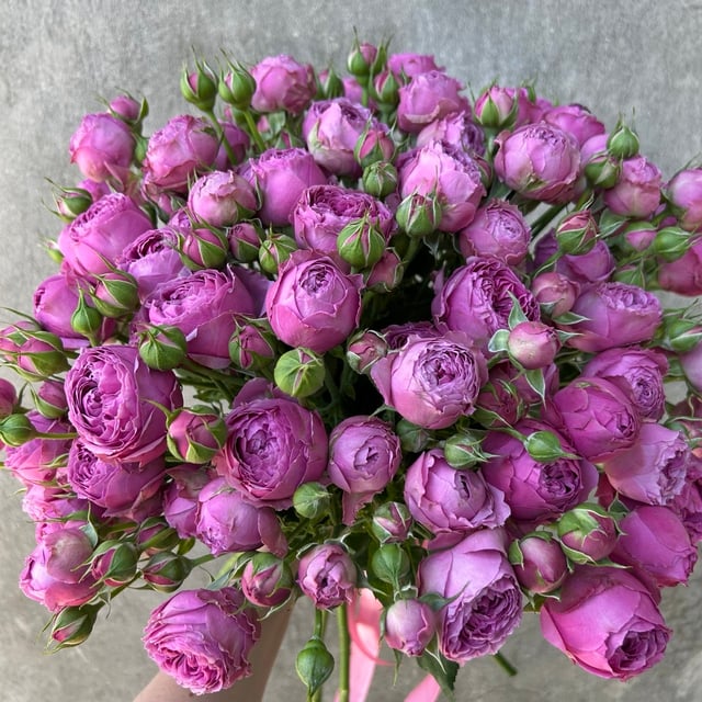 Bouquet of 21 bush peony-shaped roses