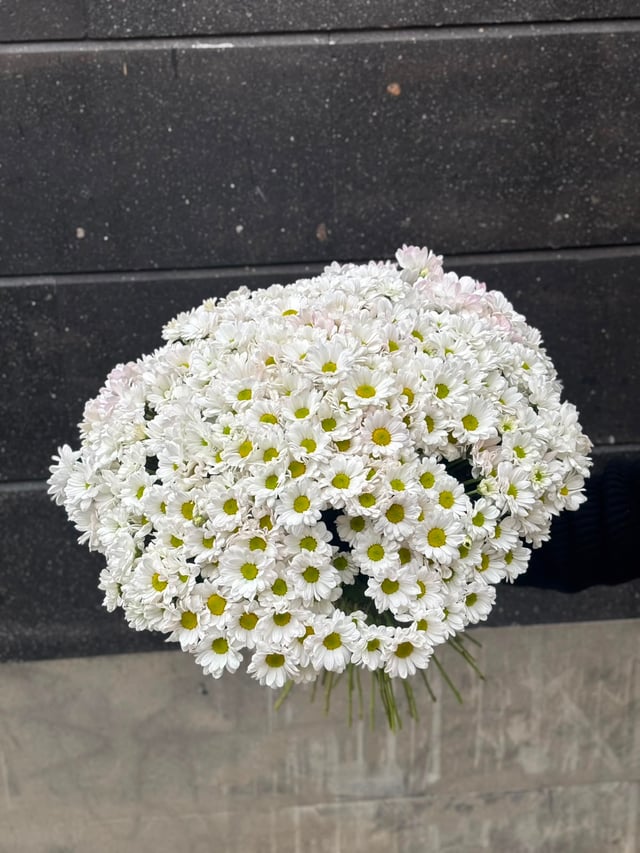 Spray chrysanthemums - Sakura Flowers