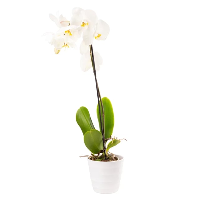 Բույս ‹Orchid Gallery› Սպիտակ Խոլորձ