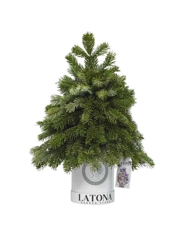 Բնական Նոբիլիս փոքիկ Ամանորյա տոնածառ